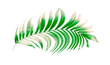 Beyaz arkaplanda yeşil palmiye yaprakları