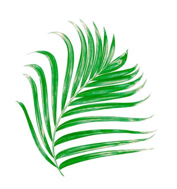 Yaz için Hindistan cevizi palmiye ağaçları