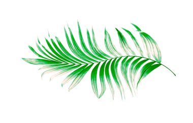 Beyaz arkaplanda yeşil palmiye yaprakları