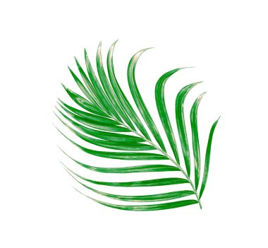 Beyaz arkaplanda izole edilmiş yeşil palmiye yaprağı
