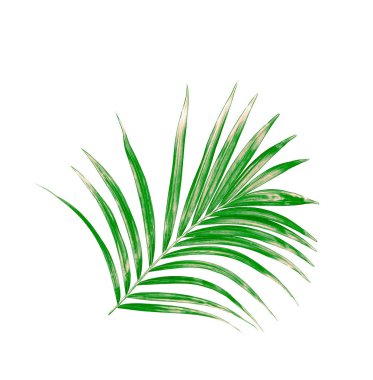 Beyaz arkaplanda izole edilmiş yeşil palmiye yaprağı