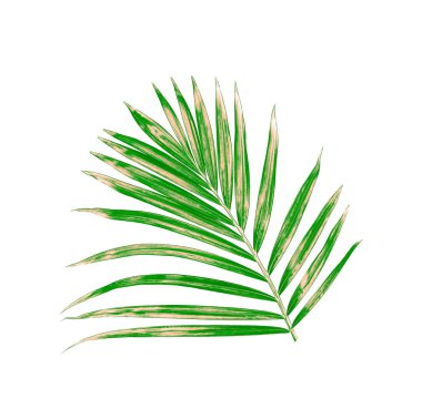 Beyaz arkaplanda yeşil palmiye yaprağı