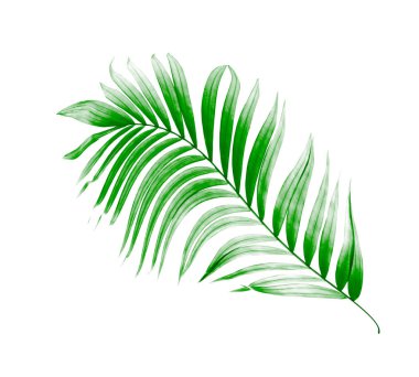 Yaz için Hindistan cevizi palmiye ağaçları