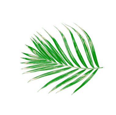 Yaz için Hindistan cevizi palmiye ağaçları