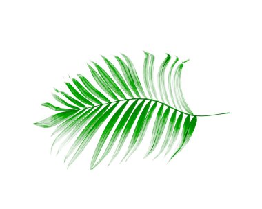 Beyaz arkaplanda yeşil palmiye yaprağı