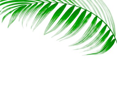 Beyaz arkaplanda yeşil palmiye yaprağı