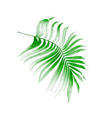 Beyaz arkaplanda yeşil palmiye yaprağı