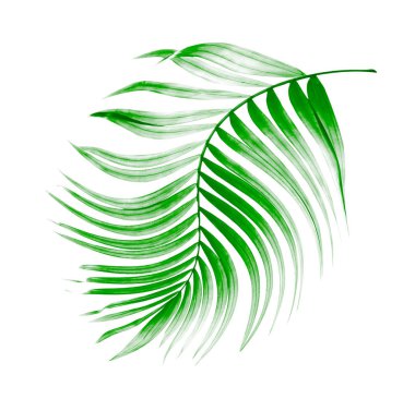 Beyaz arkaplanda yeşil palmiye yaprağı