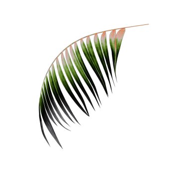 Beyaz arkaplanda yeşil palmiye yaprağı