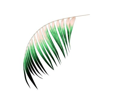 Beyaz arkaplanda yeşil palmiye yaprağı