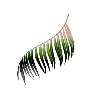 Yaz için Hindistan cevizi palmiye ağaçları