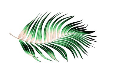 Beyaz arkaplanda yeşil palmiye yaprakları