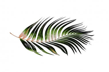 Beyaz arkaplanda yeşil palmiye yaprakları