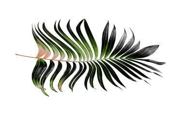 Yaz için Hindistan cevizi palmiye ağaçları