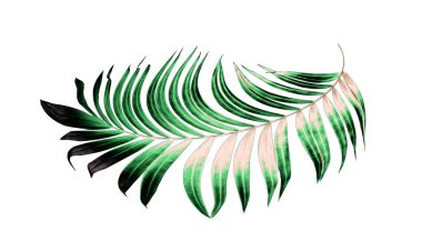 Beyaz arkaplanda yeşil palmiye yaprakları