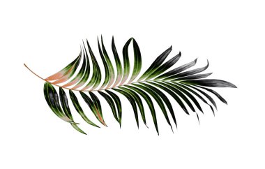 Beyaz arkaplanda yeşil palmiye yaprakları