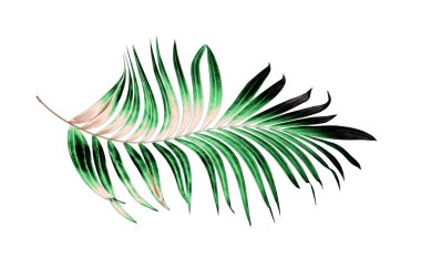 Yaz için Hindistan cevizi palmiye ağaçları