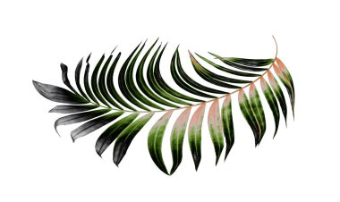 Beyaz arkaplanda yeşil palmiye yaprakları