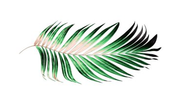 Beyaz arkaplanda yeşil palmiye yaprakları