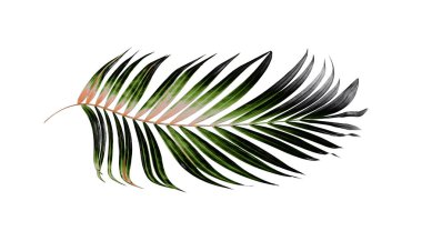 Beyaz arkaplanda yeşil palmiye yaprakları