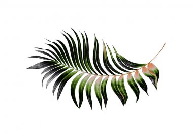 Yaz için Hindistan cevizi palmiye ağaçları