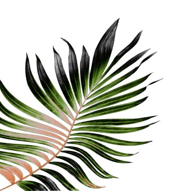 Beyaz arkaplanda yeşil palmiye yaprağı