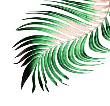 Beyaz arkaplanda yeşil palmiye yaprağı