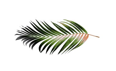 Yaz için Hindistan cevizi palmiye ağaçları