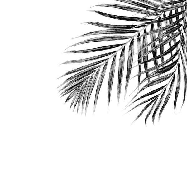 Beyaz arkaplanda palmiye yaprakları