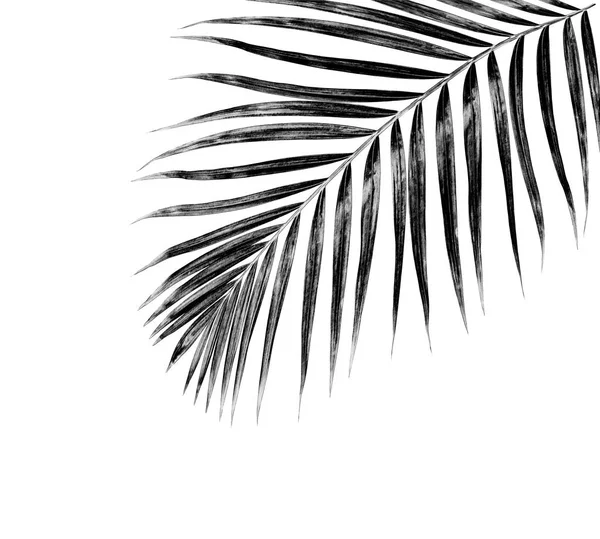 白背景的棕榈树黑叶 — 图库照片