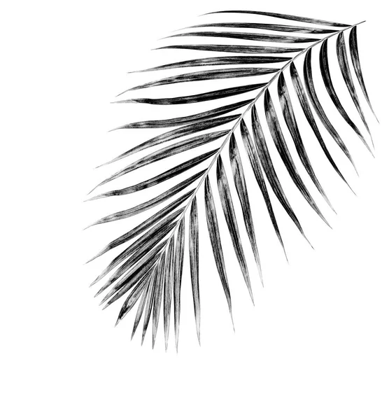 Svarta Blad Palm Vit Bakgrund — Stockfoto