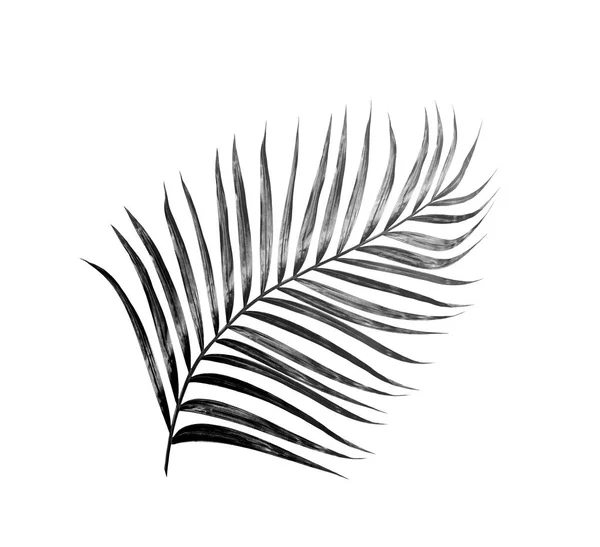 Zwarte Bladeren Van Palmboom Witte Achtergrond — Stockfoto