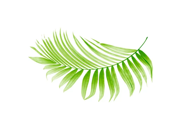 Hoja Verde Palmera Sobre Fondo Blanco — Foto de Stock