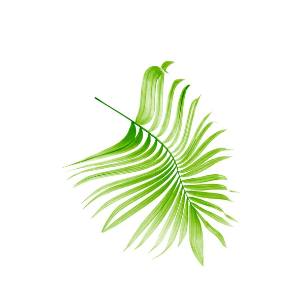 Hoja Verde Palmera Sobre Fondo Blanco — Foto de Stock