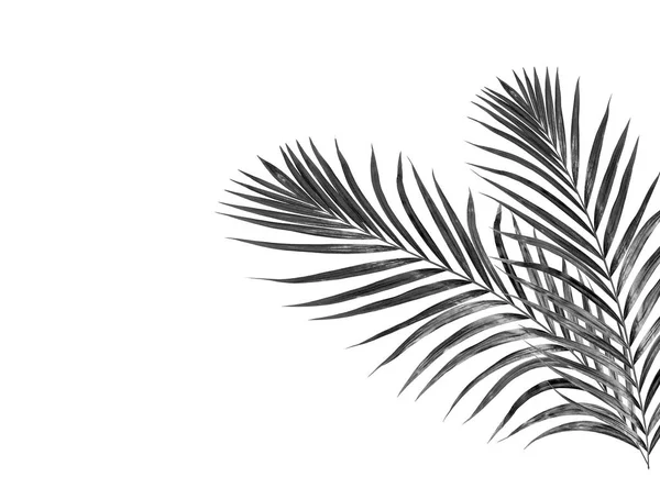 Palmy Kokosowe Lato — Zdjęcie stockowe