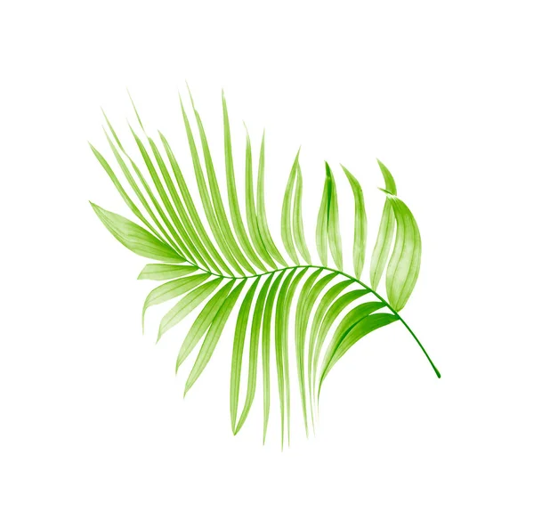 Kokosové Palmy Léto — Stock fotografie