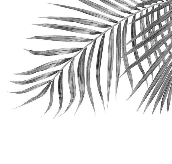 Zwarte Bladeren Van Palmboom Witte Achtergrond — Stockfoto