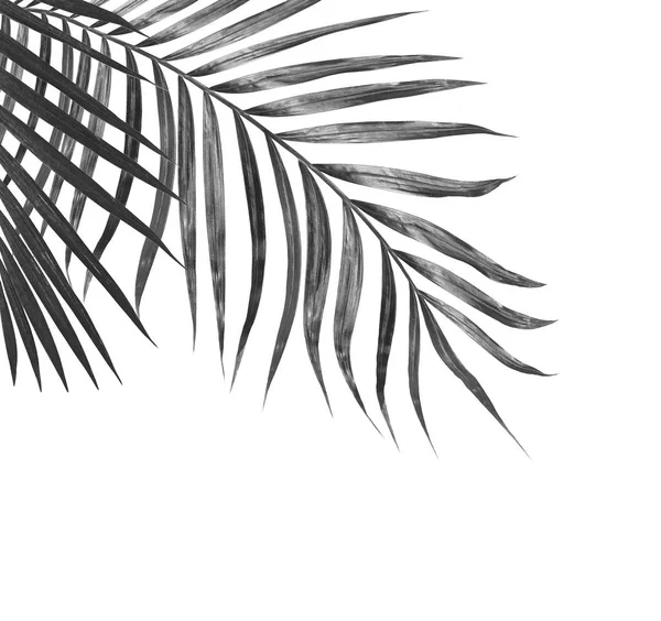 Yaz için Hindistan cevizi palmiye ağaçları