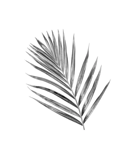 Черные Листья Пальмы Белом Фоне — стоковое фото
