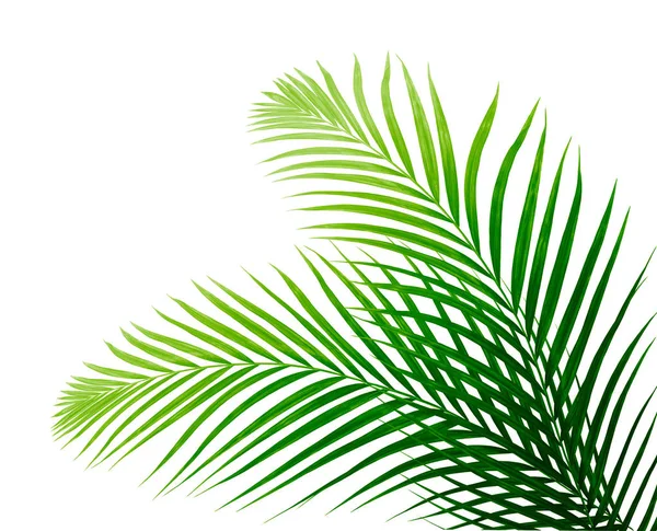 Kokosové Palmy Léto — Stock fotografie