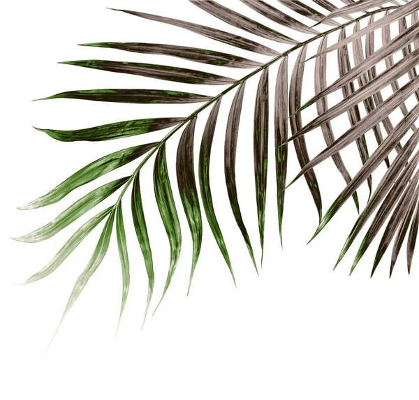 Folhas Verdes Palmeira Isolada Sobre Fundo Branco — Fotografia de Stock