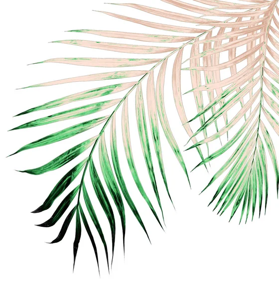 Beyaz arkaplanda izole edilmiş yeşil palmiye yaprakları