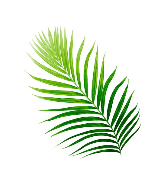 Beyaz arkaplanda izole edilmiş yeşil palmiye yaprakları