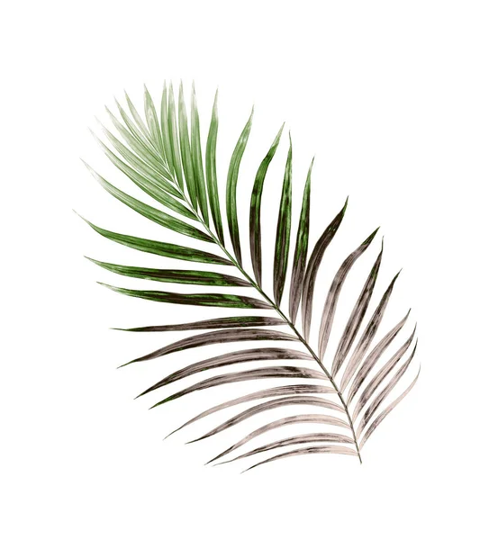 Beyaz arkaplanda izole edilmiş yeşil palmiye yaprakları