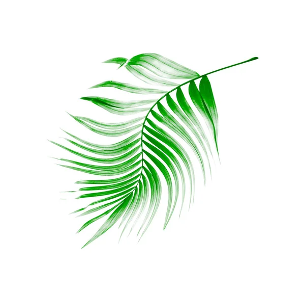 Hoja Verde Palmera Sobre Fondo Blanco — Foto de Stock