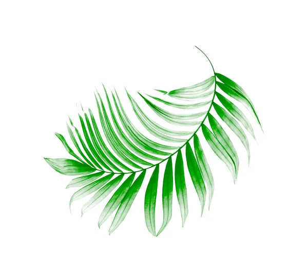 Hoja Verde Palmera Sobre Fondo Blanco — Foto de Stock