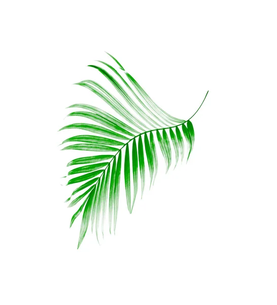 Πράσινο Φύλλο Φοίνικα Λευκό Φόντο — Φωτογραφία Αρχείου