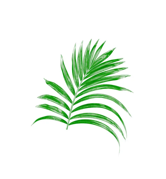 Zelený List Palmy Izolované Bílém Pozadí — Stock fotografie