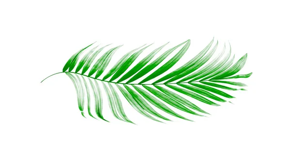 Hojas Verdes Palmera Sobre Fondo Blanco — Foto de Stock