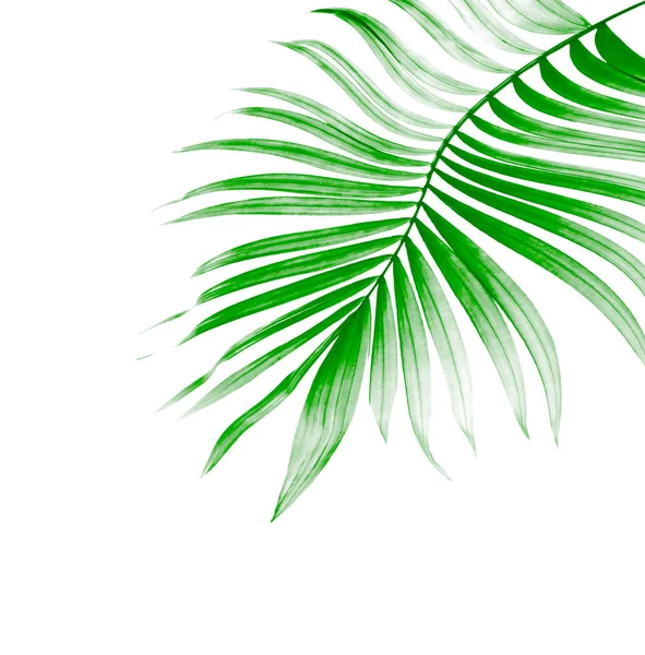 Grünes Blatt Der Palme Auf Weißem Hintergrund — Stockfoto